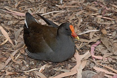 0802 Wildlife Habitat Port Douglas